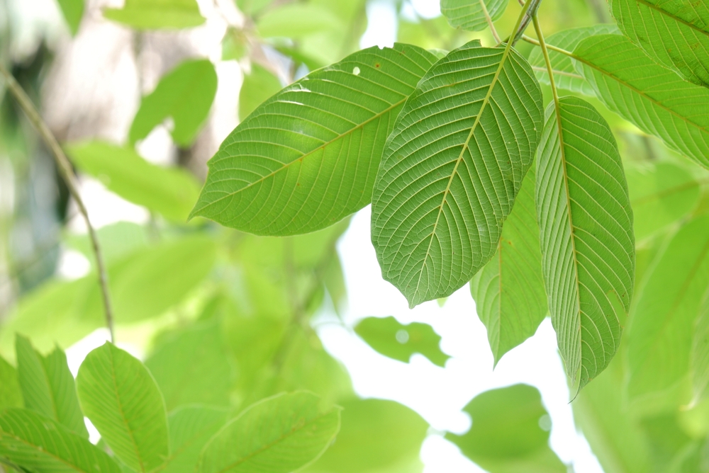 Exploring Different Strains of Kratom and Their Effects